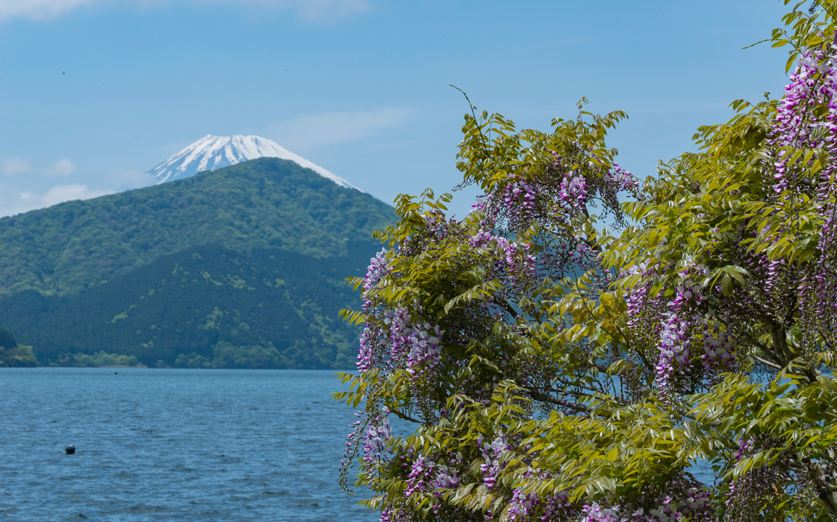 ガーデンの藤と富士山　初夏